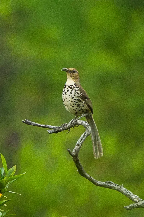 The Ocellated thrasher card