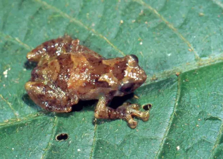 La carte Cophyla