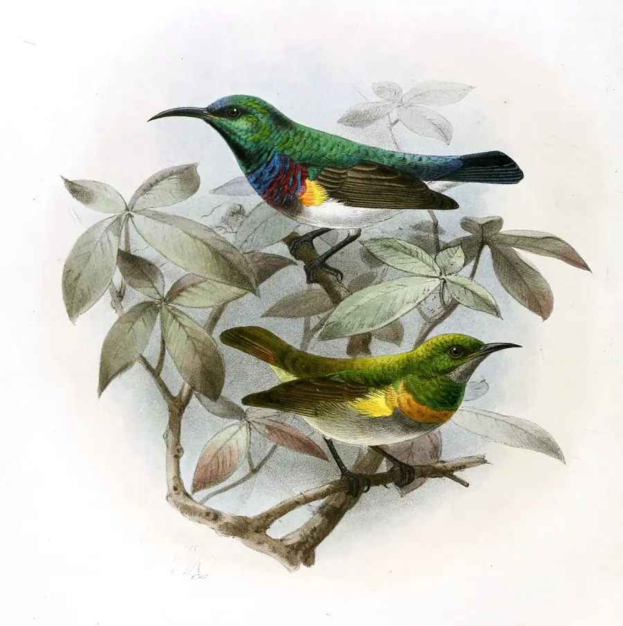 The Oustalet's sunbird card