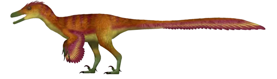 La carte Kuru
