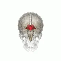 The Diencephalon card