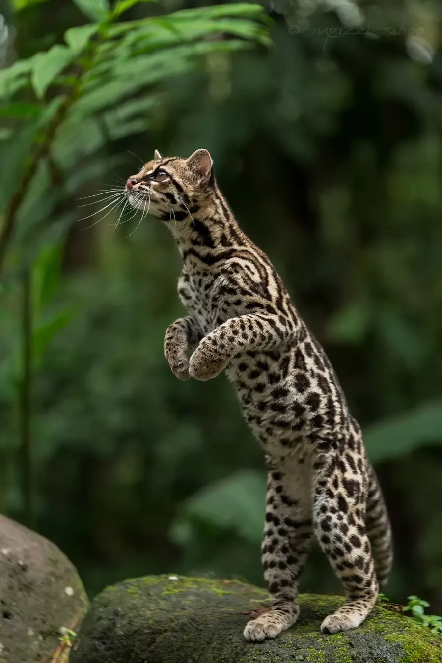 La carte Margay
