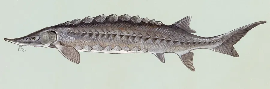 La carte Acipenseriformes