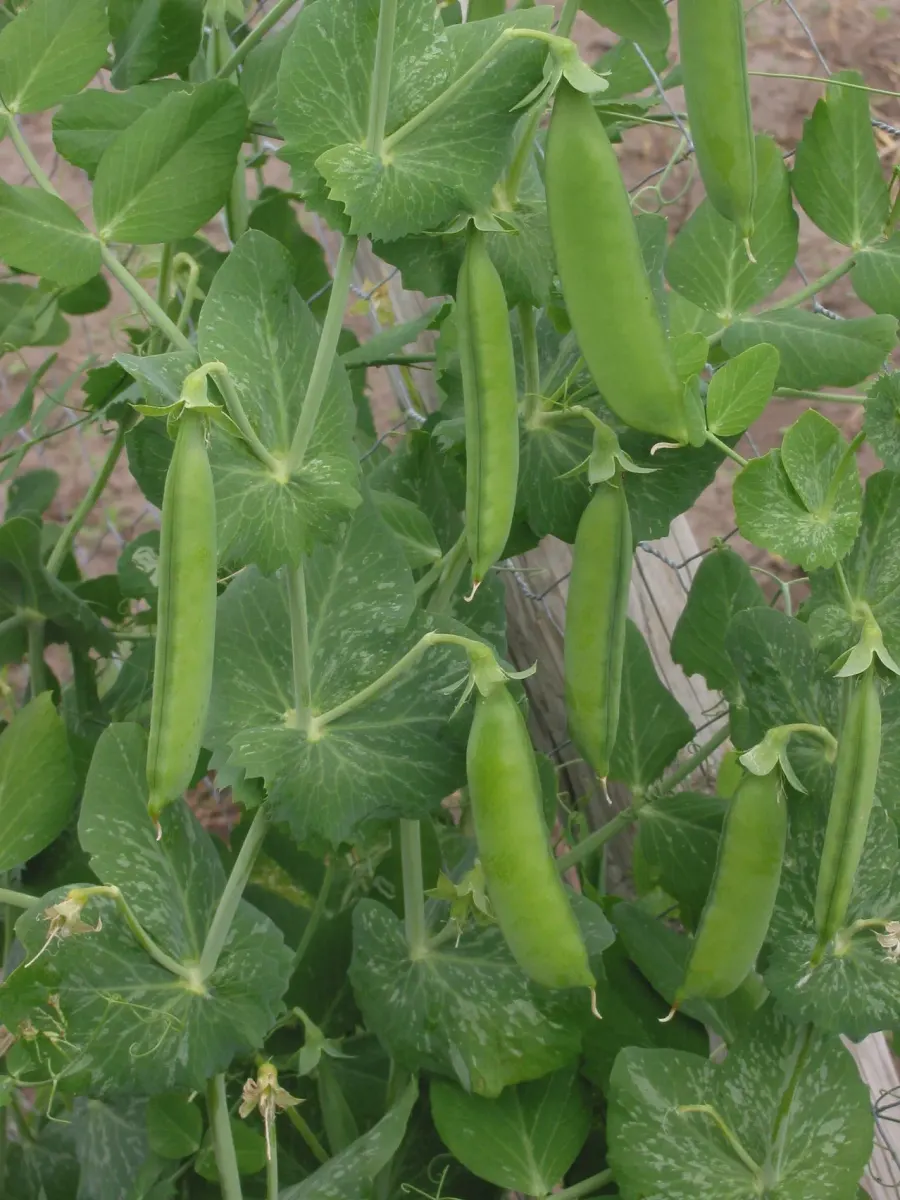 La carte Plante annuelle