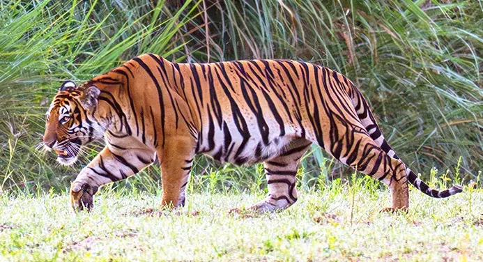 La carte Tigre d'Indochine