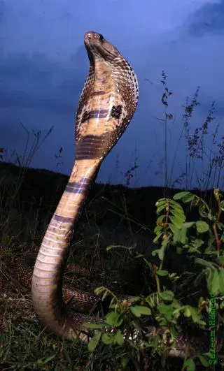 La carte Cobra indien