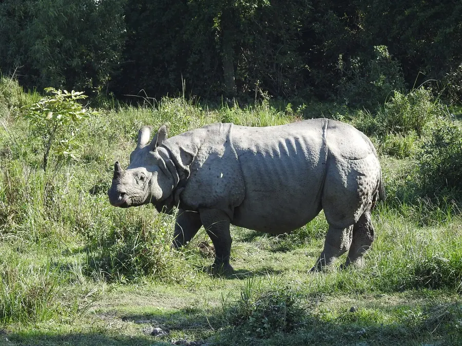 The Kaziranga National Park card