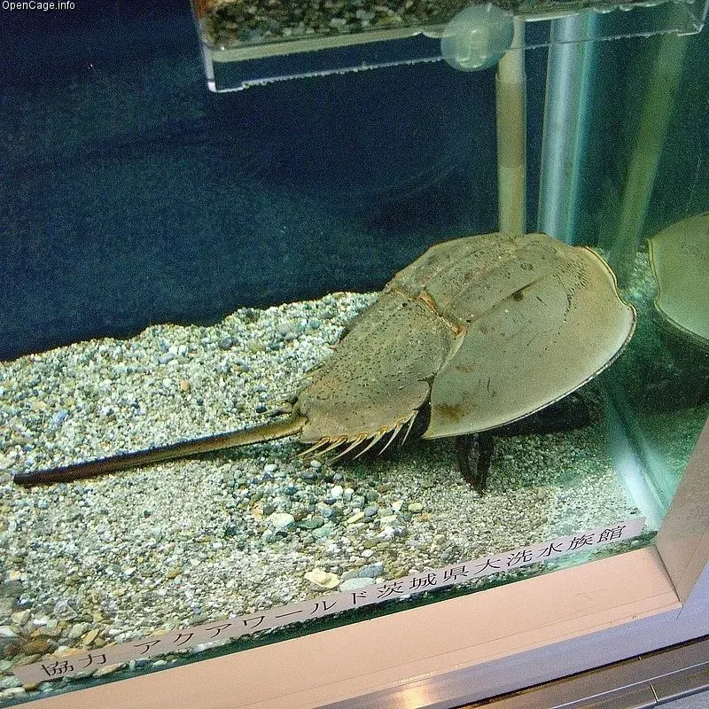 La carte Tachypleus