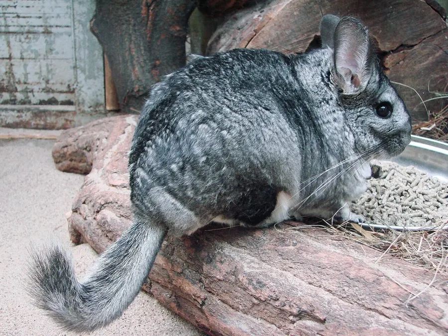 The Chinchilla card