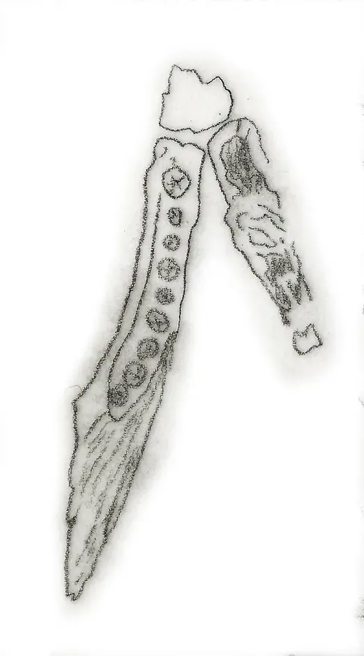 La carte Geranosaurus