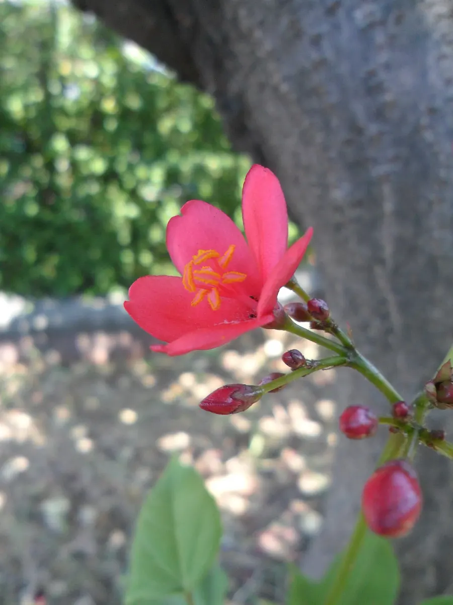 The Jatropha integerrima card