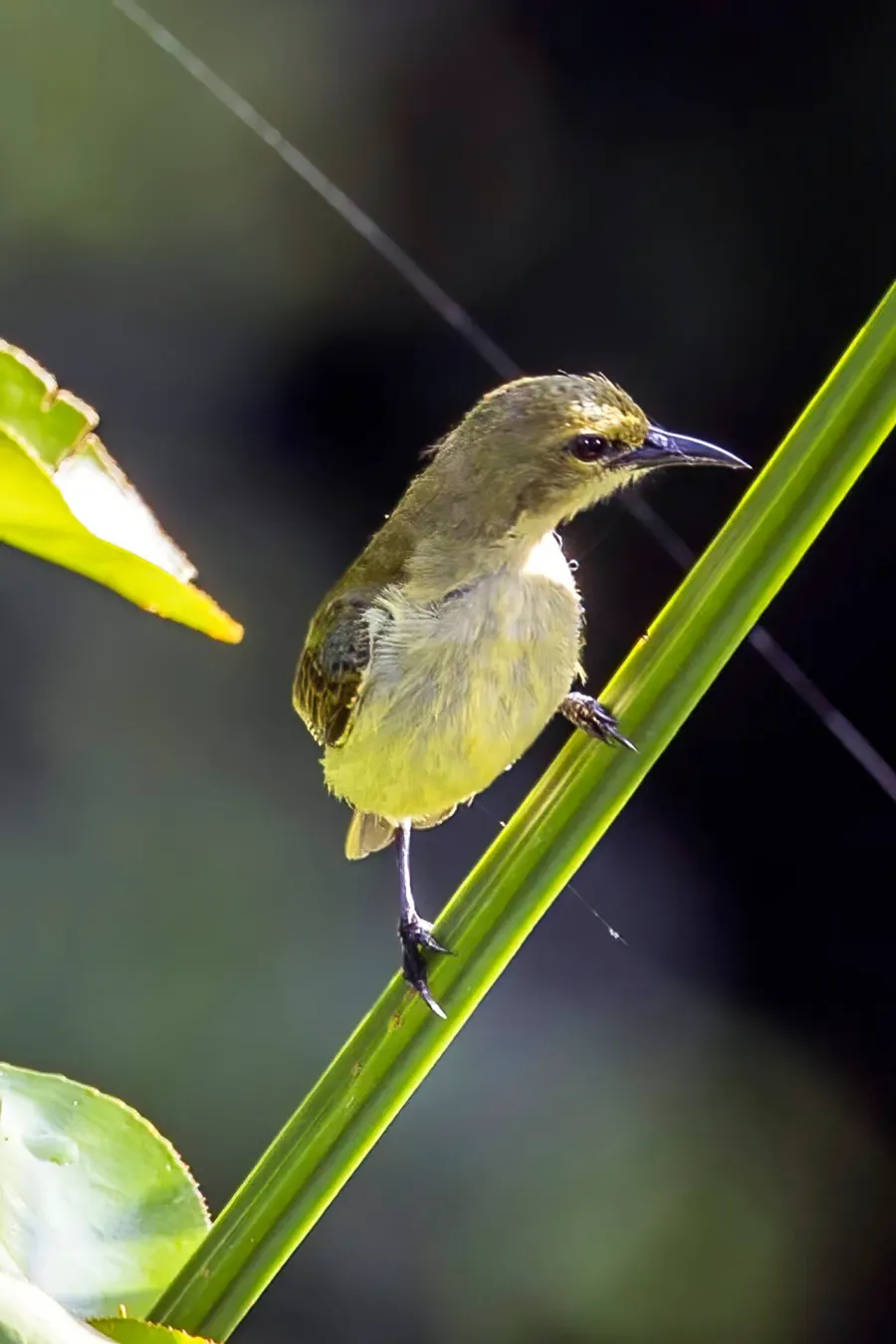 The Little green sunbird card