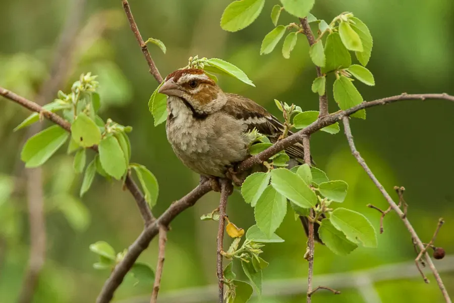 The Chestnut-crowned sparrow-weaver card