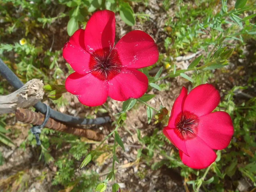 The Linum grandiflorum card