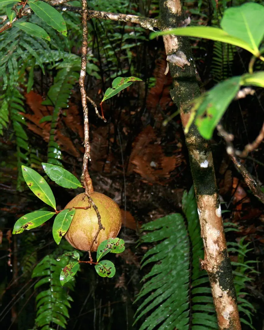 La carte Xylocarpus