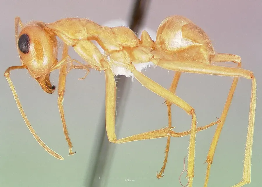 The Myrmecocystus card