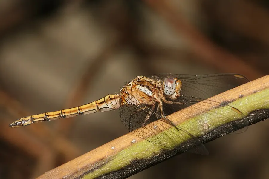 La carte Orthetrum chrysostigma
