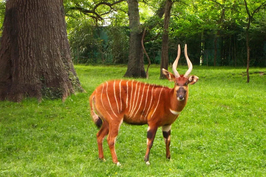 The Bongo card