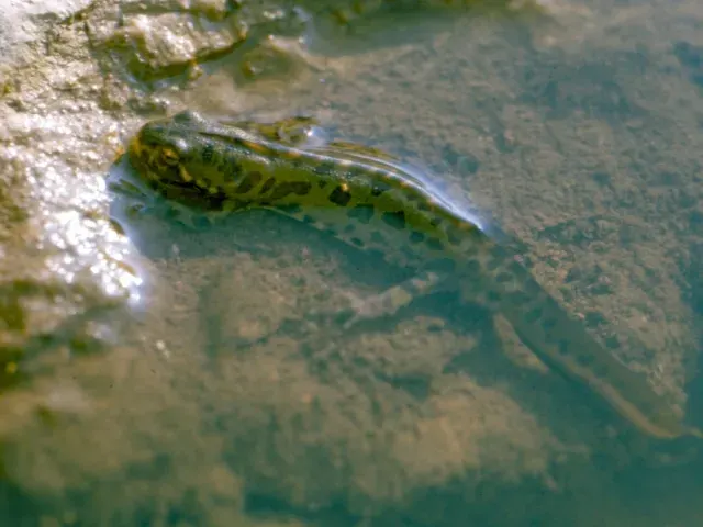 The Southern marbled newt card
