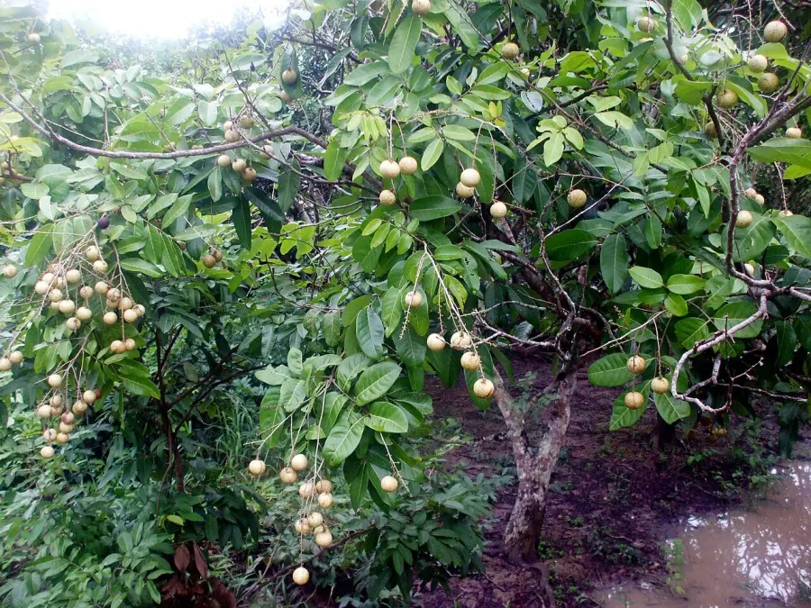 The Longan card