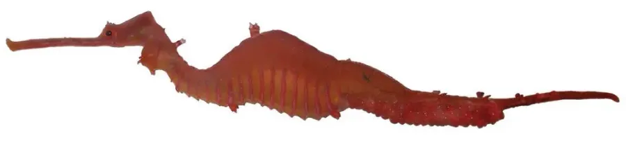 The Ruby seadragon card