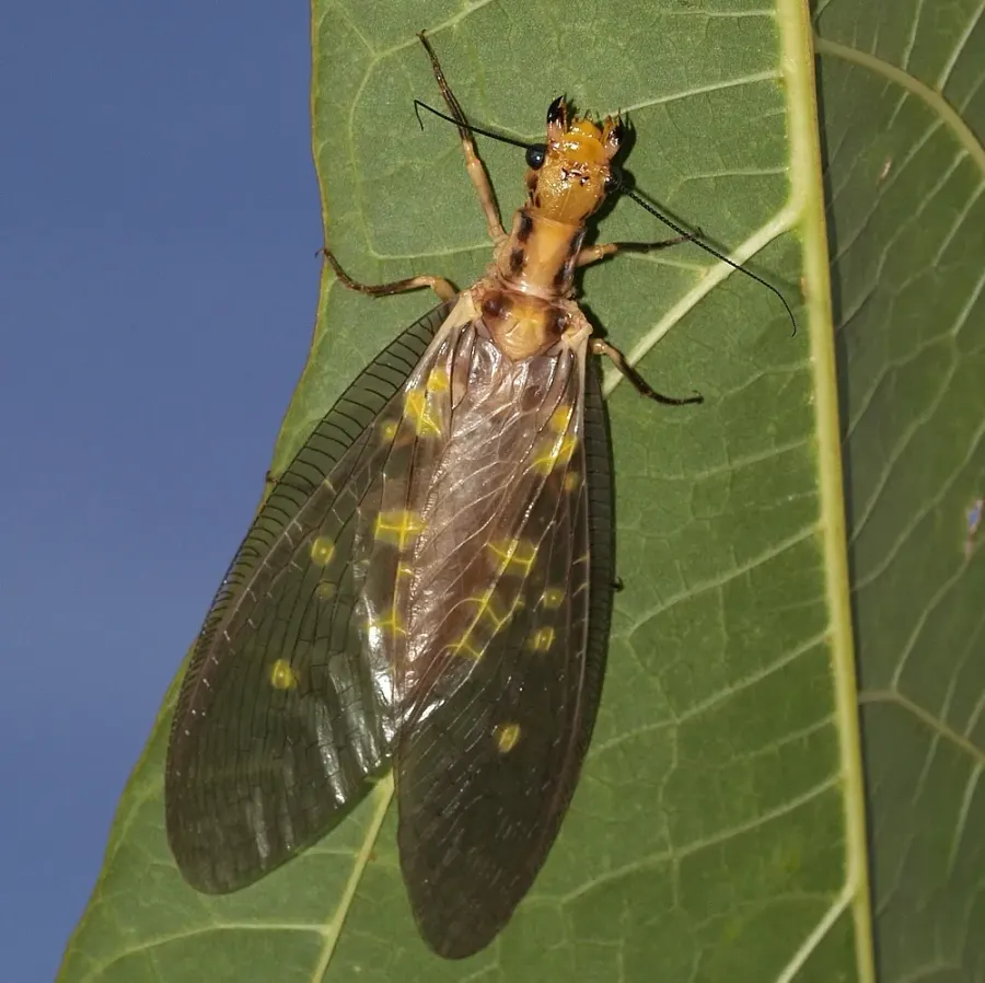 La carte Corydalidae