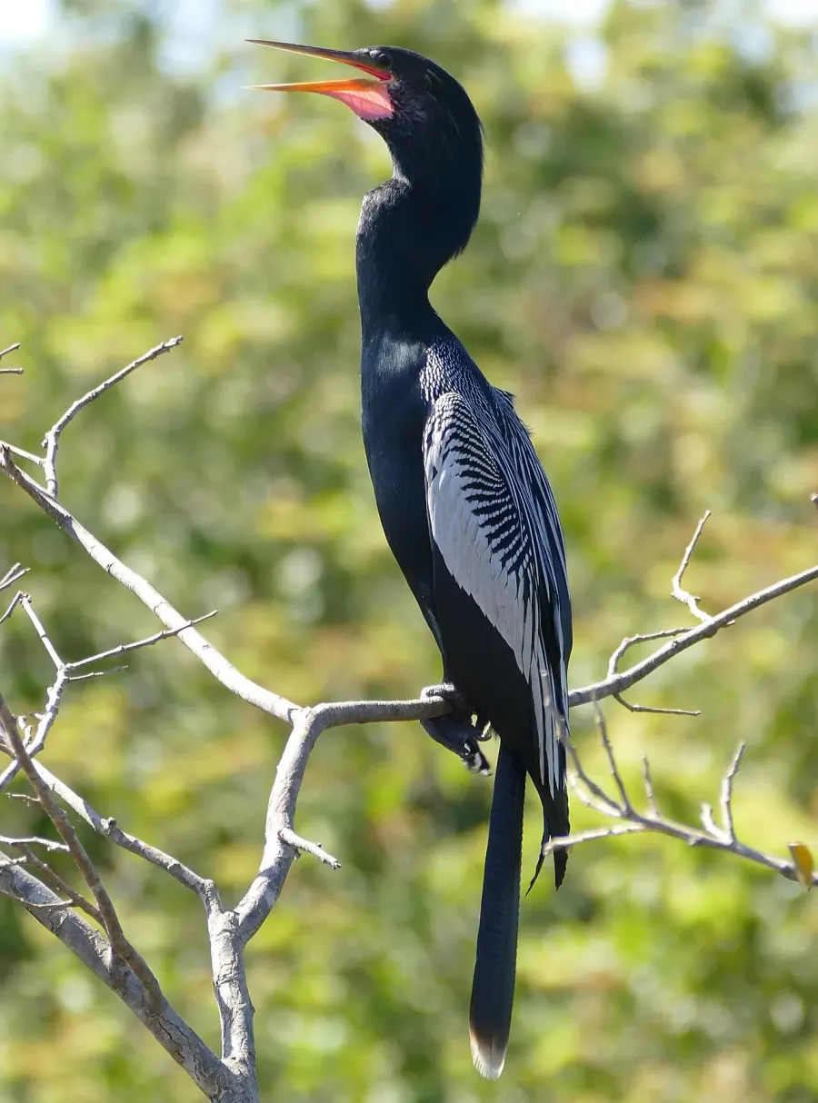 The Anhingidae card