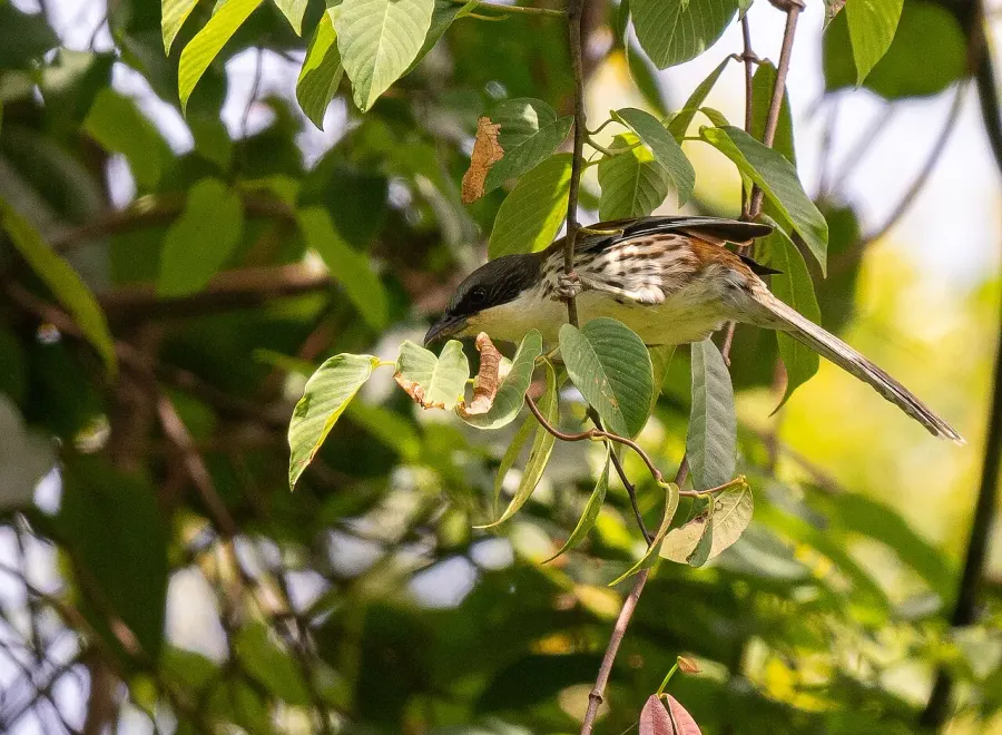 The Grey-crowned crocias card