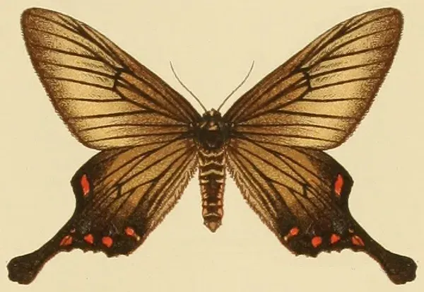 La carte Epicopeiidae