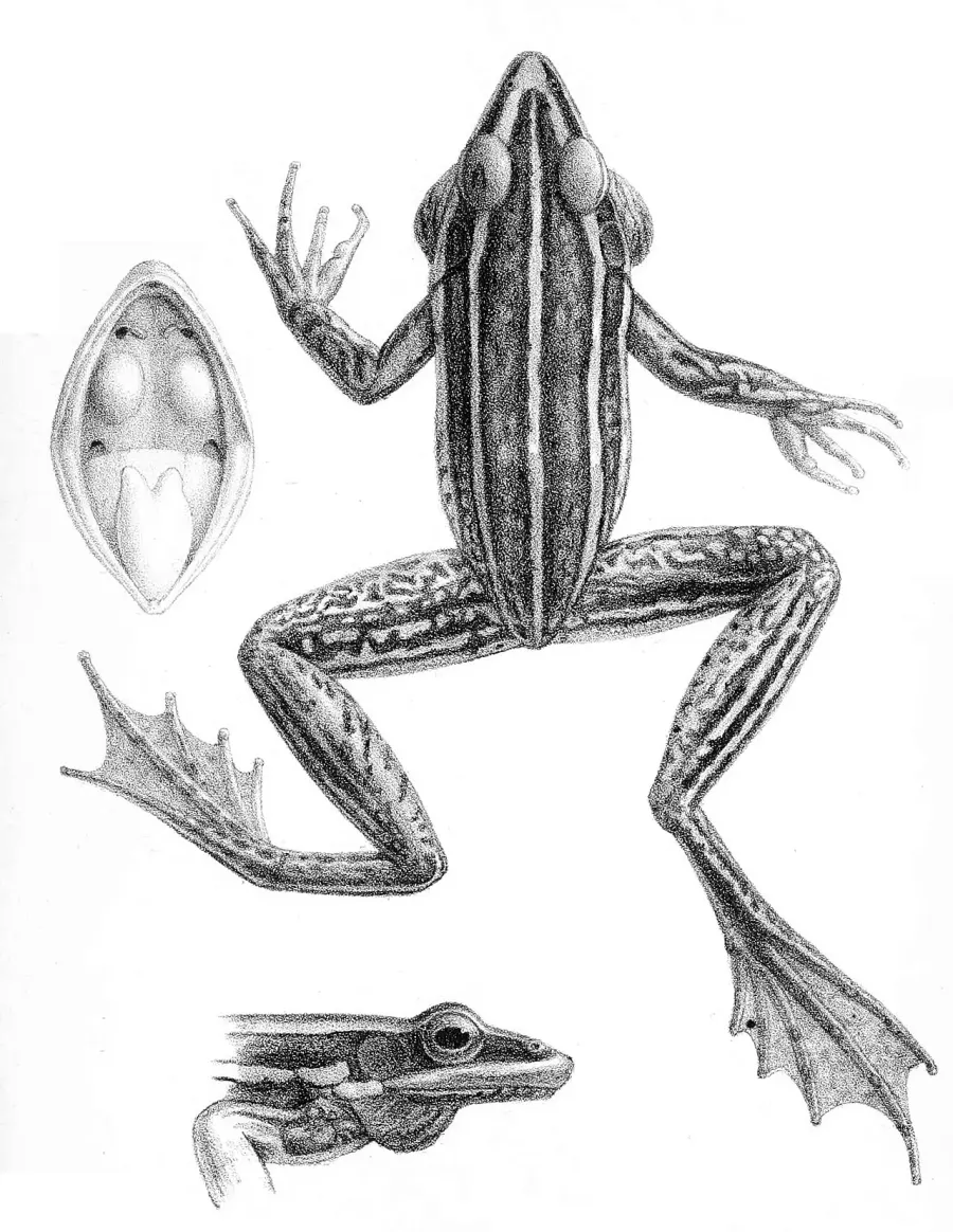 The Humerana card