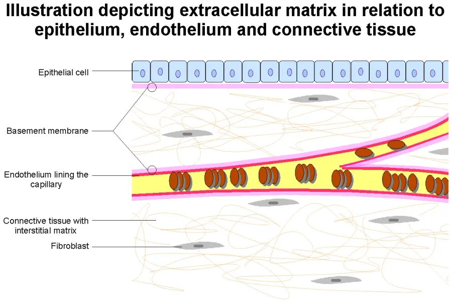 The Extracellular matrix card