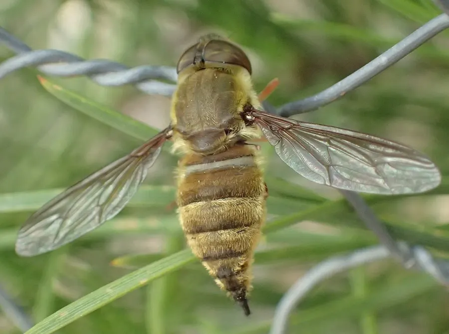 La carte Nemestrinidae