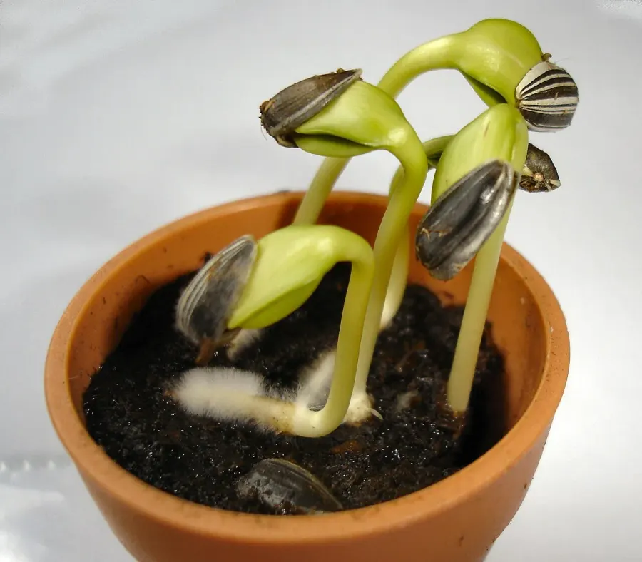 La carte Germination