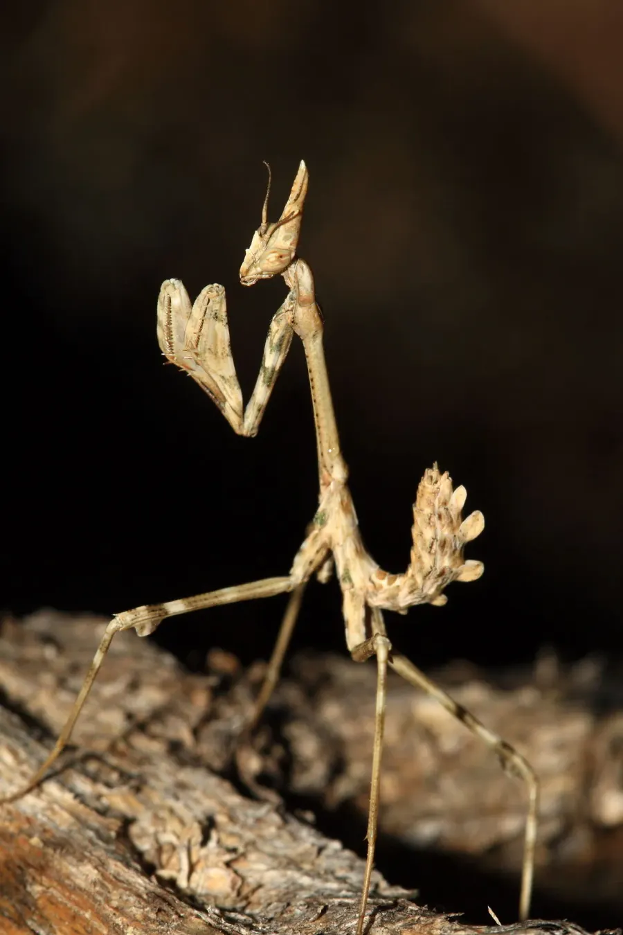 La carte Empusa