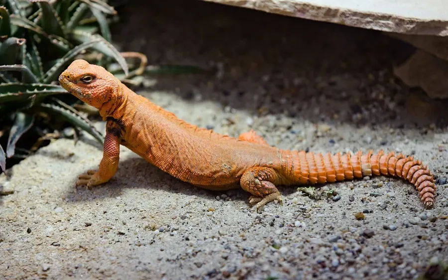 The Uromastyx geyri card