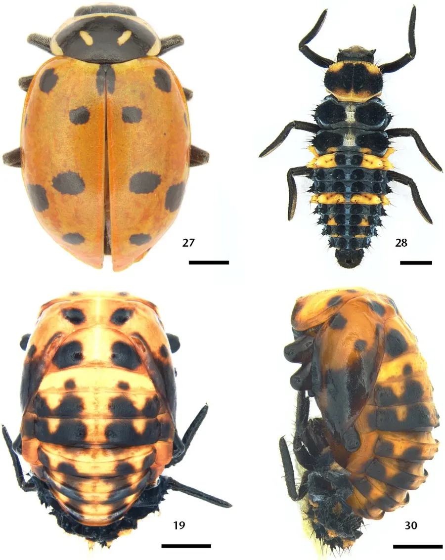 La carte Hippodamia convergens