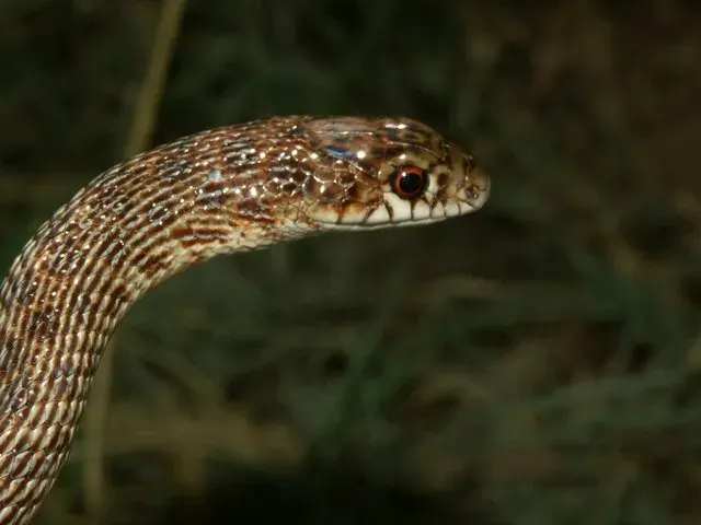 The Dolichophis card