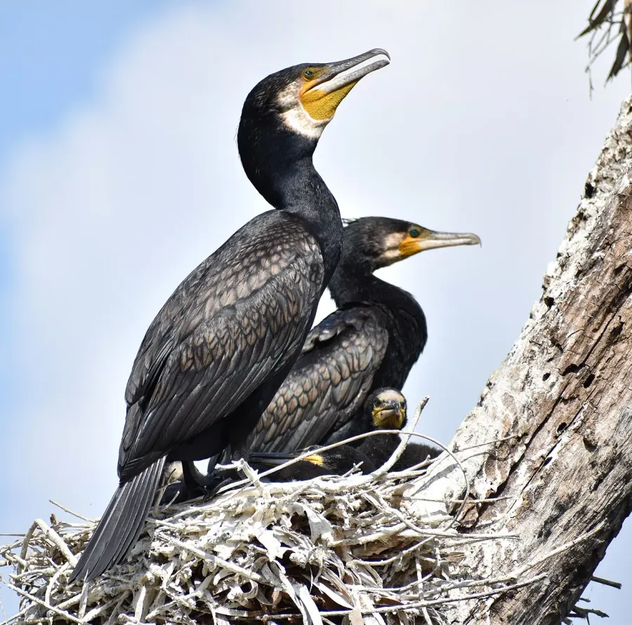 La carte Phalacrocorax