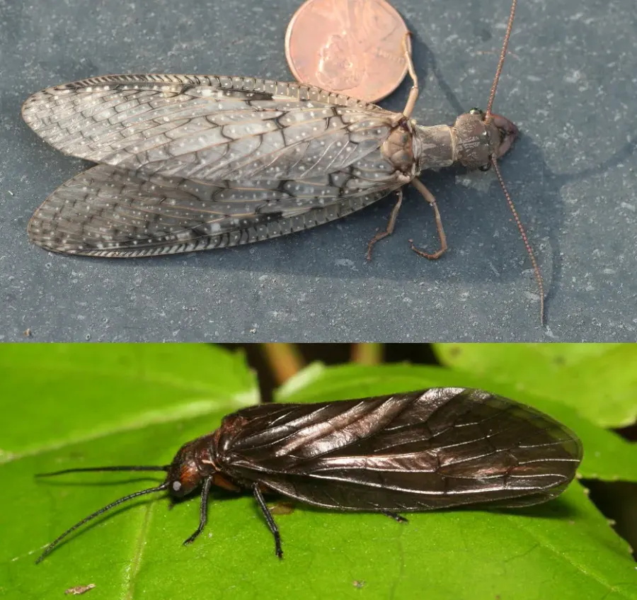 La carte Megaloptera