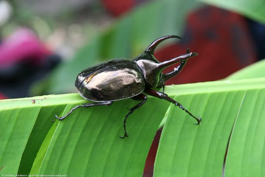 The Chalcosoma card