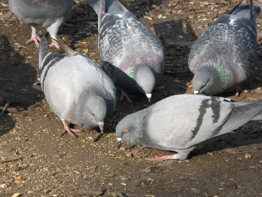 The Feral pigeon card