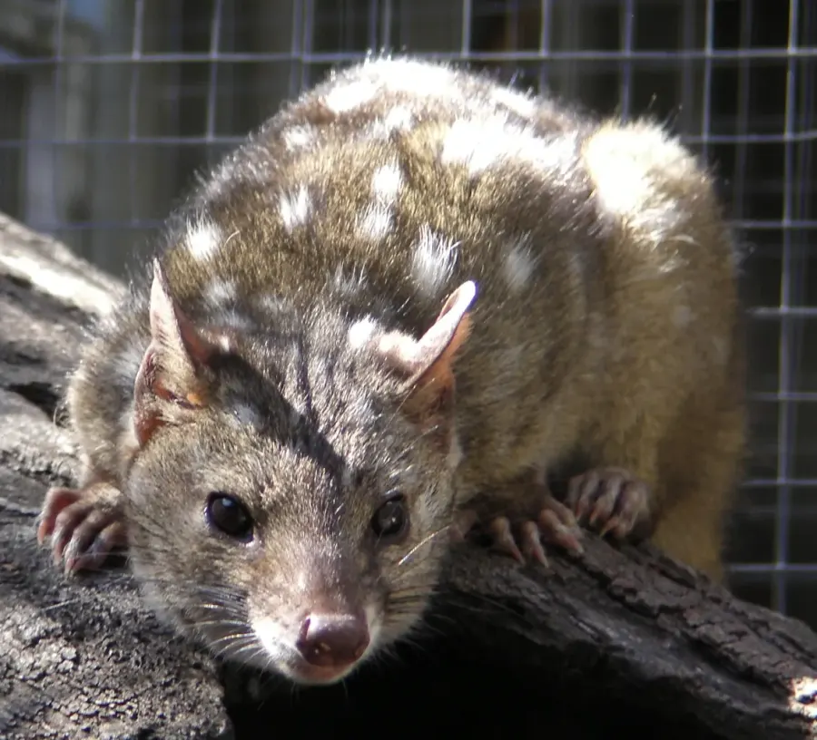 La carte Chat marsupial de Geoffroy