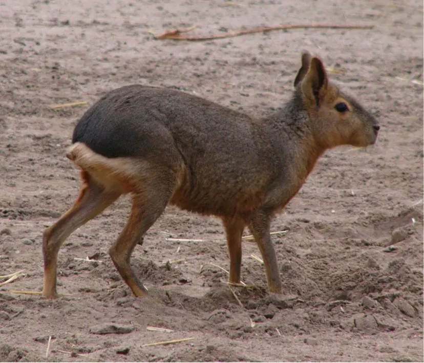 La carte Dolichotis patagonum
