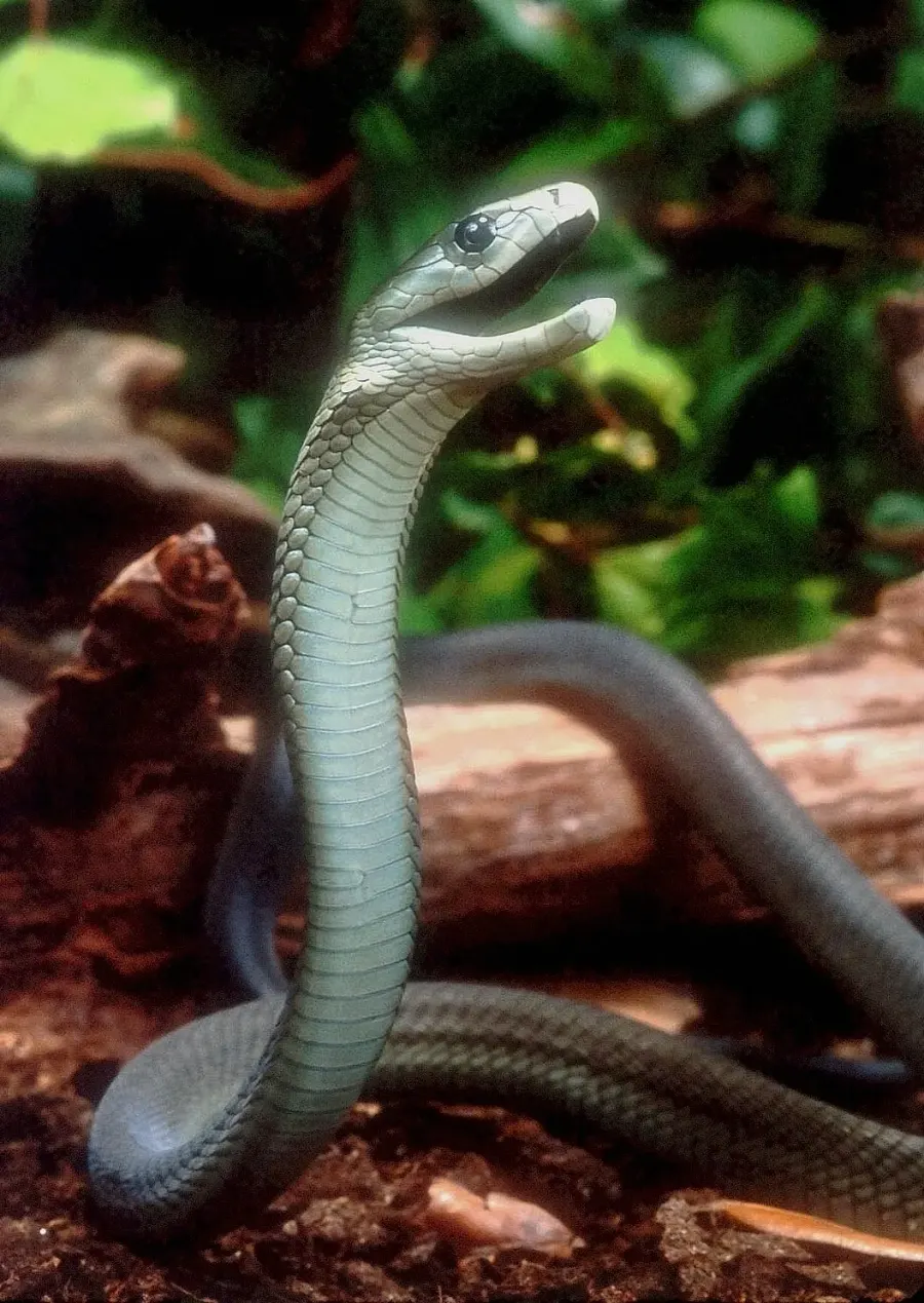 La carte Dendroaspis