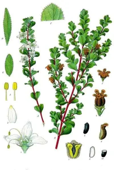 The Agathosma betulina card