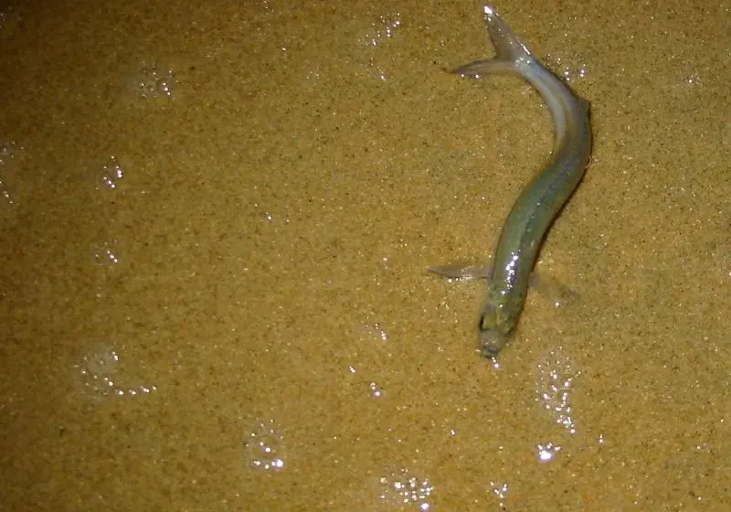The Grunion card