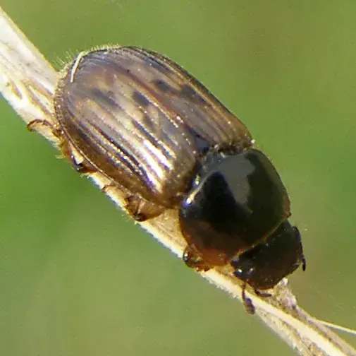 The Aphodius card