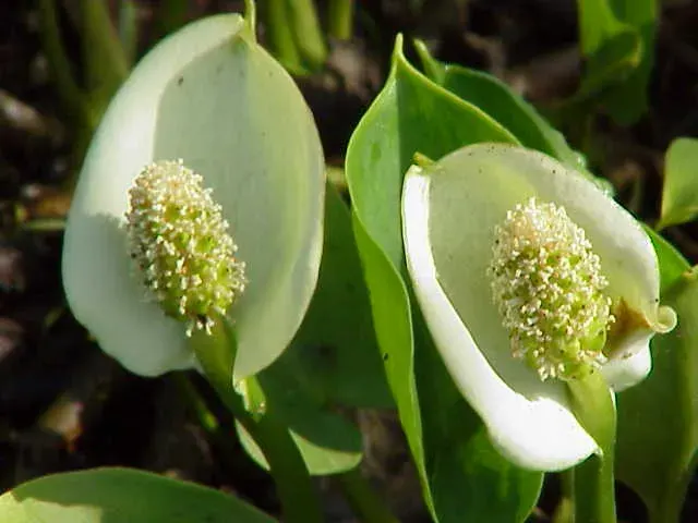The Calla card