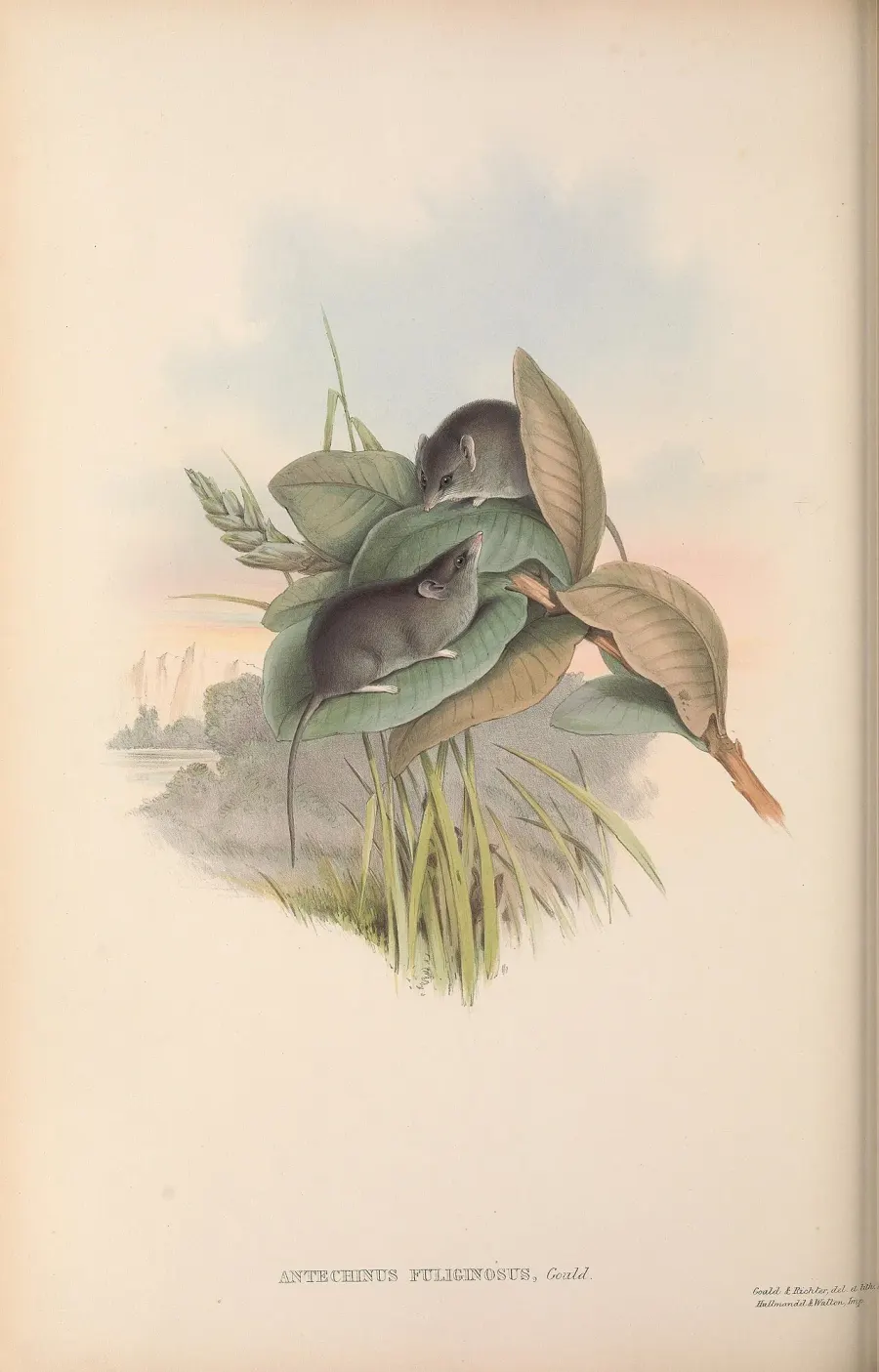 La carte Dunnart gris