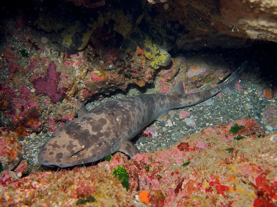 The Blotchy swellshark card